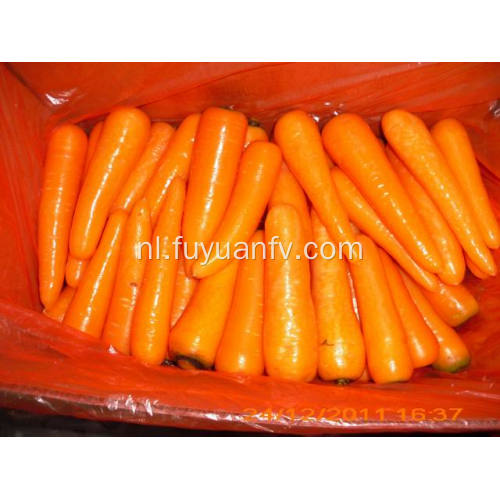 Big size van Shandong Carrot